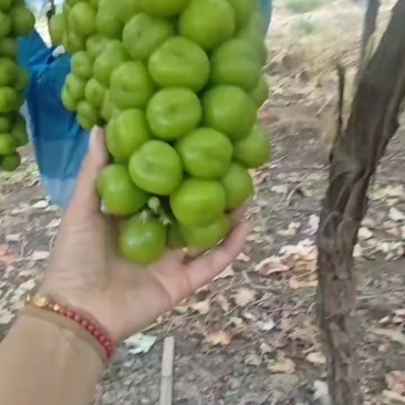 阳光玫瑰大量上市