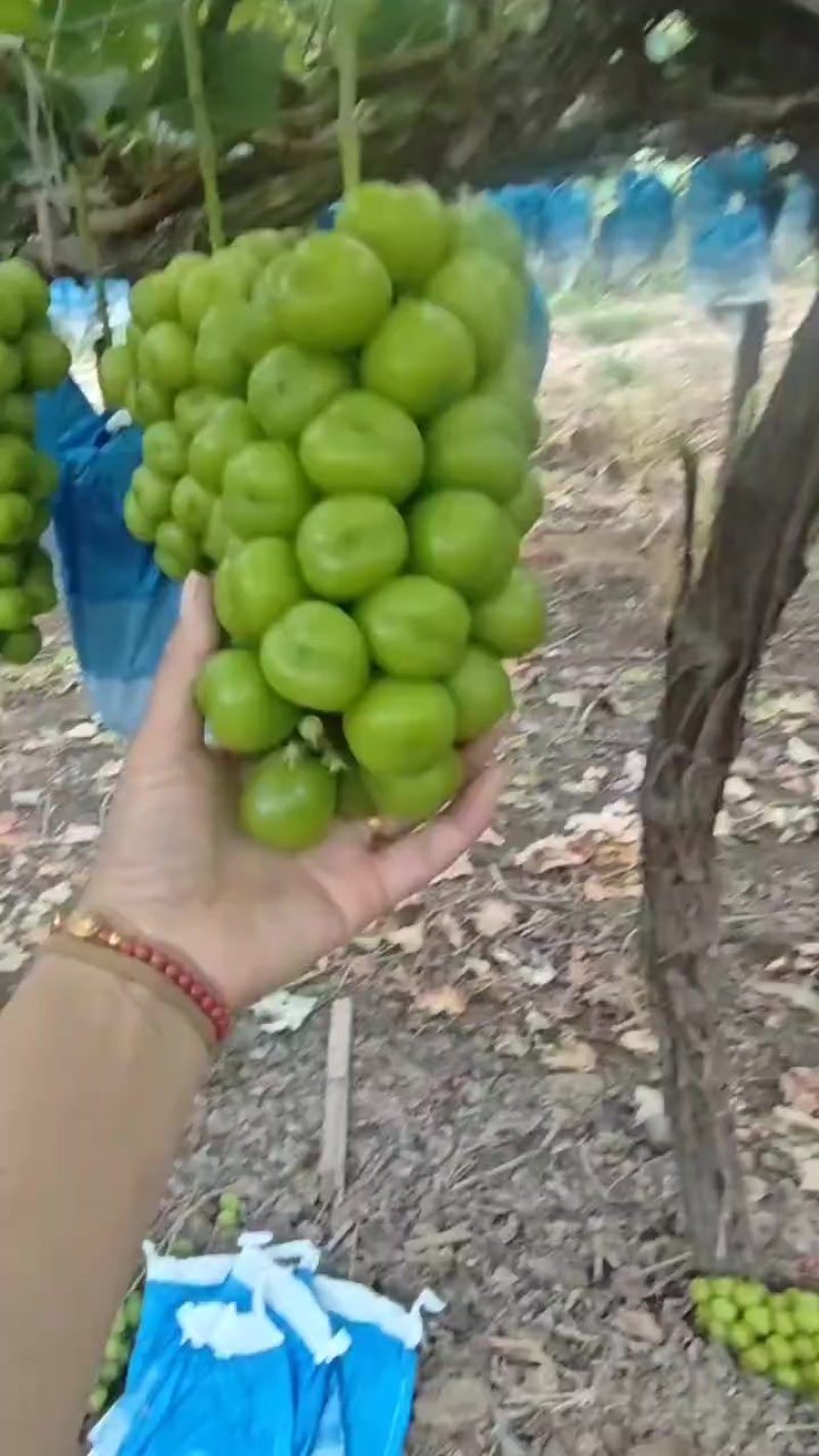 阳光玫瑰大量上市