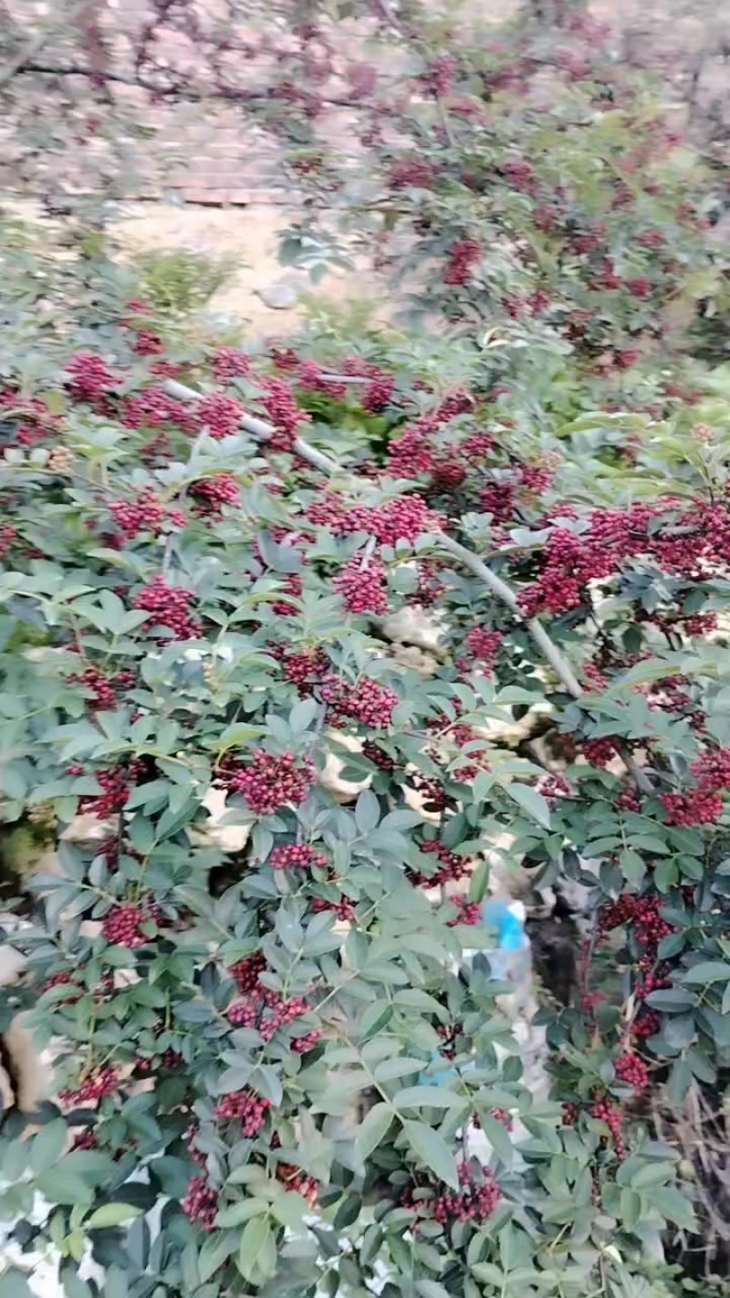 汉源花椒。贡椒（红南椒）