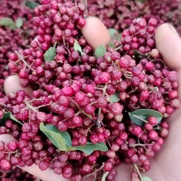 汉源花椒。贡椒（红南椒）