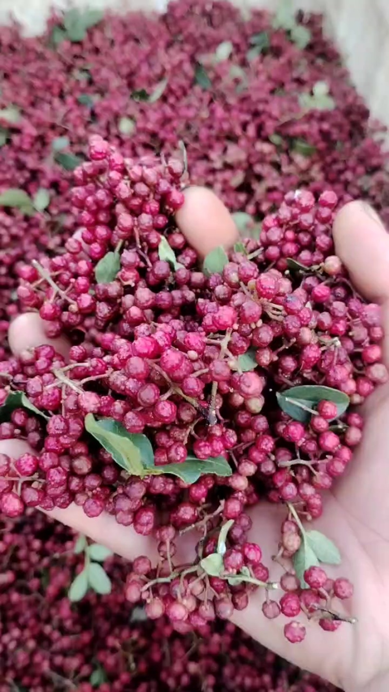 汉源花椒。贡椒（红南椒）