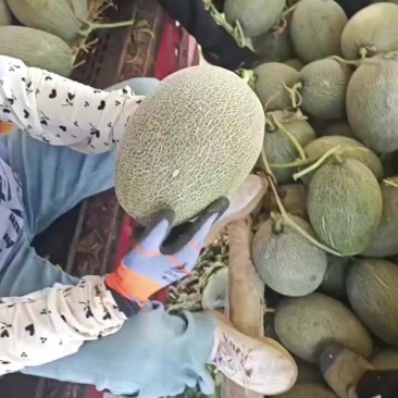 哈密瓜