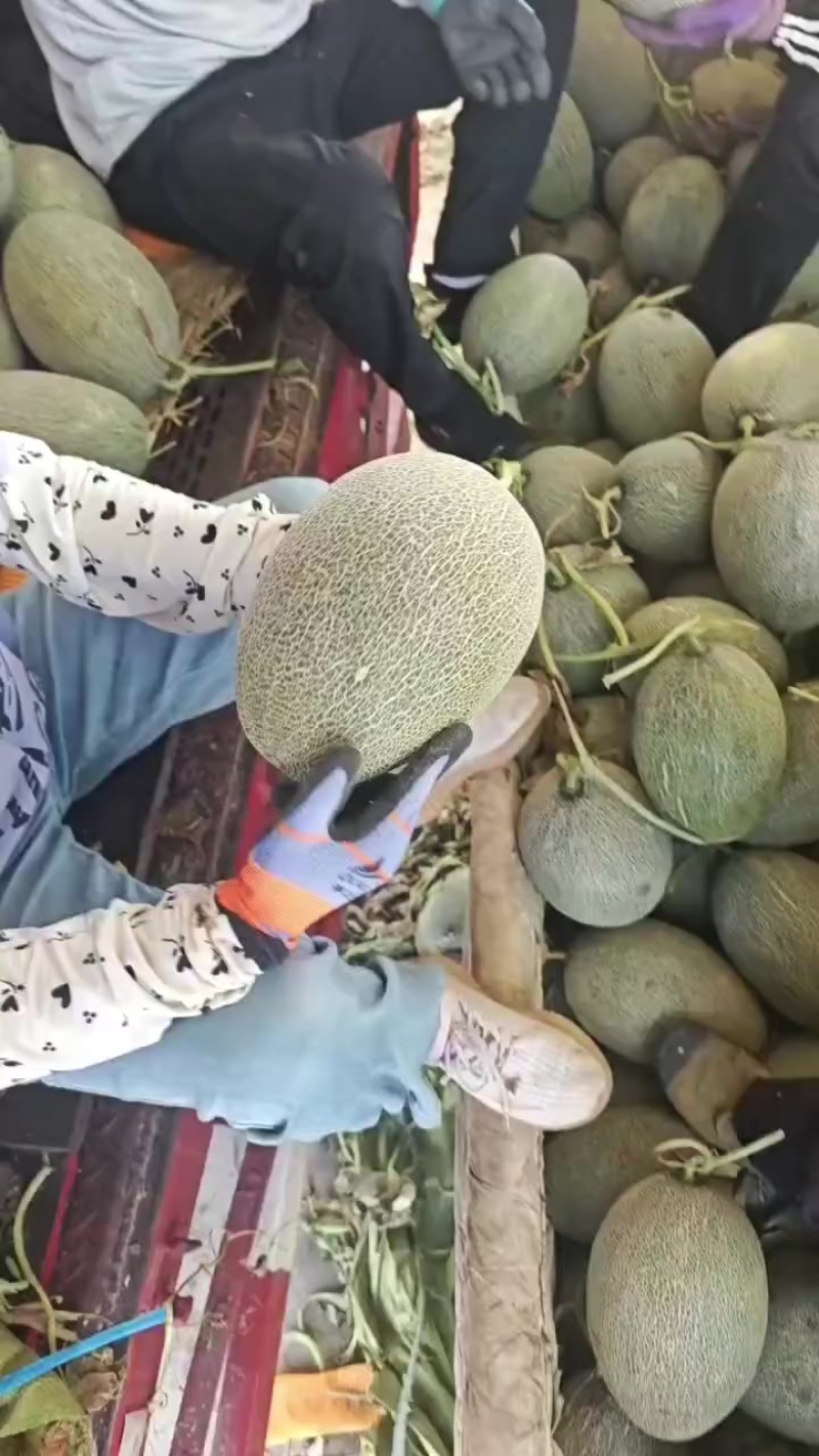 哈密瓜