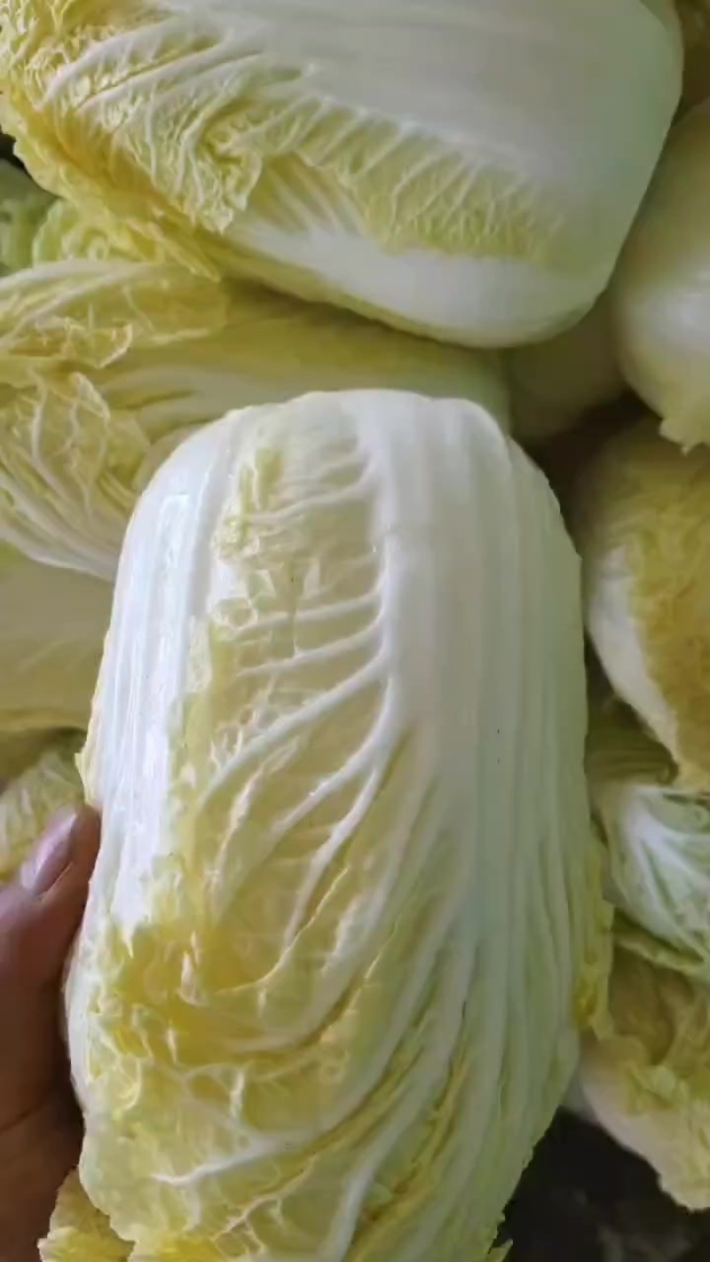 娃娃菜