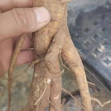 野生商陆根干