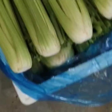 精品西芹