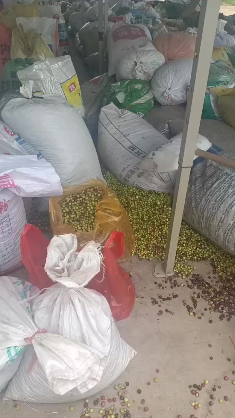 优质酸枣