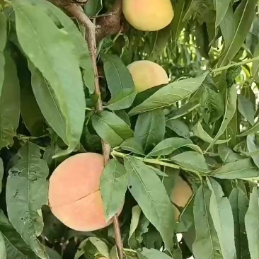 永连蜜桃大量上市中有需要老板联系我千亩桃园