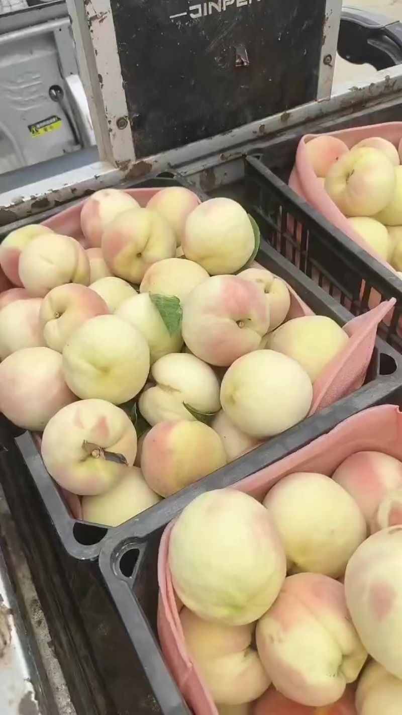 永连蜜桃大量上市中有需要老板联系我千亩桃园