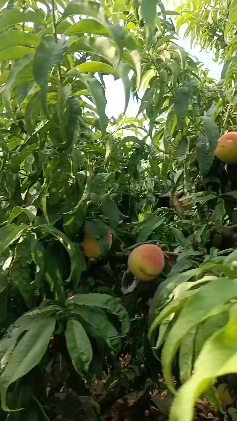 永连蜜桃大量上市中有需要老板联系我千亩桃园
