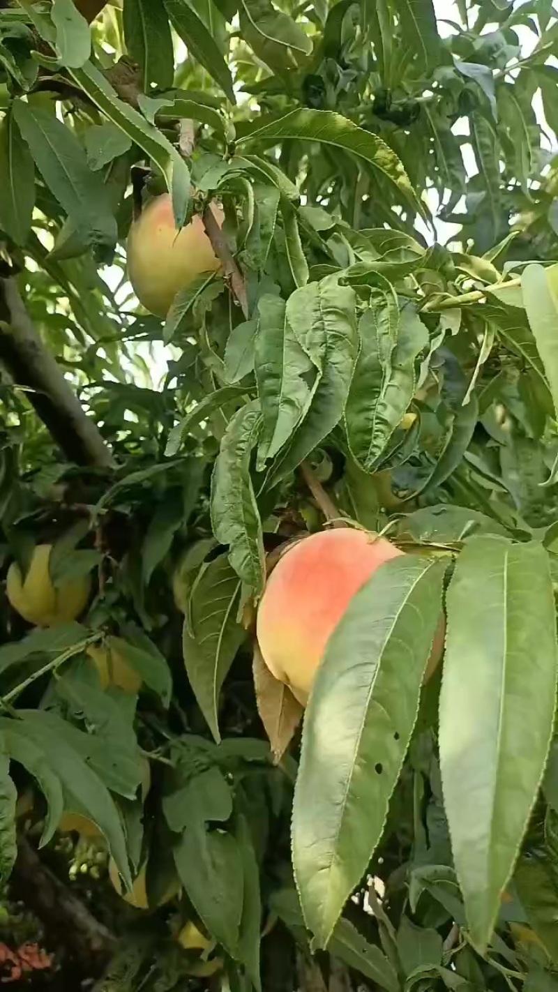 永连蜜桃大量上市中有需要老板联系我千亩桃园