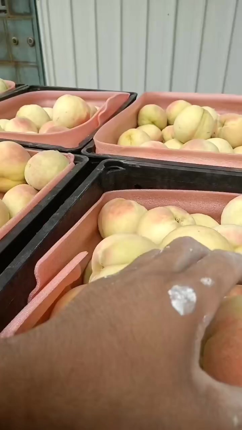 永连蜜桃大量上市中有需要老板联系我千亩桃园