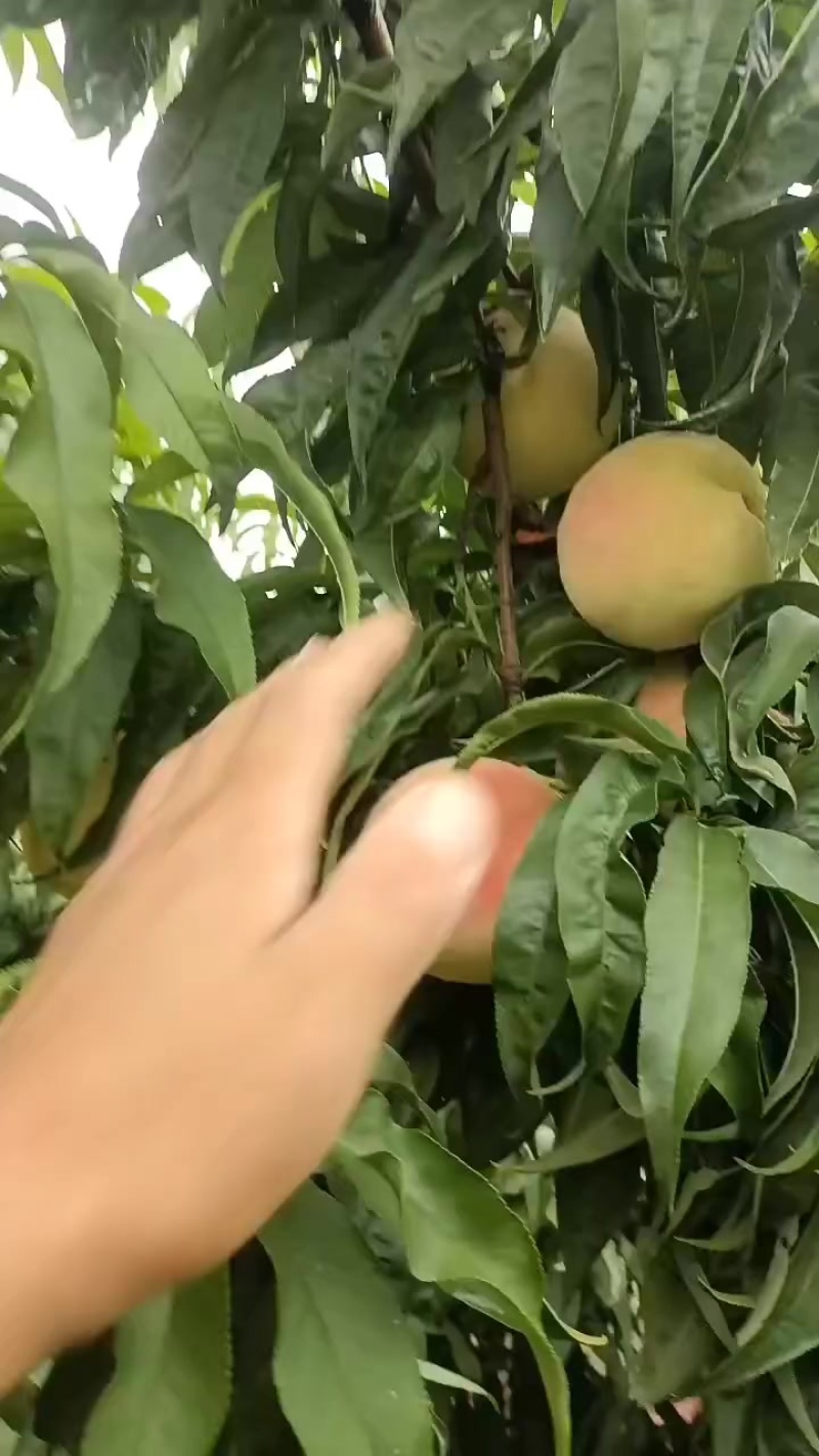 永连蜜桃大量上市中有需要老板联系我千亩桃园