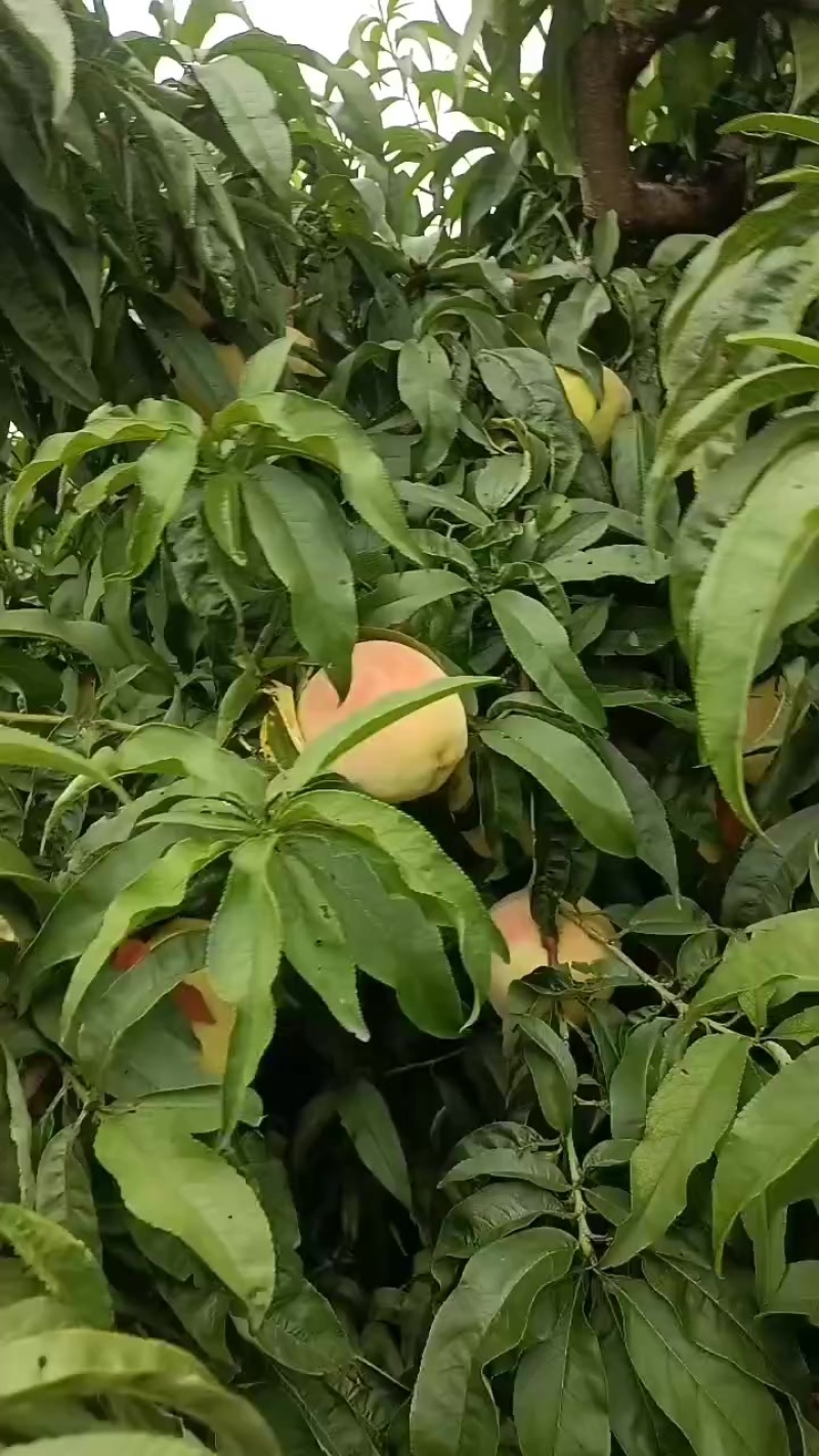 永连蜜桃大量上市中有需要老板联系我千亩桃园
