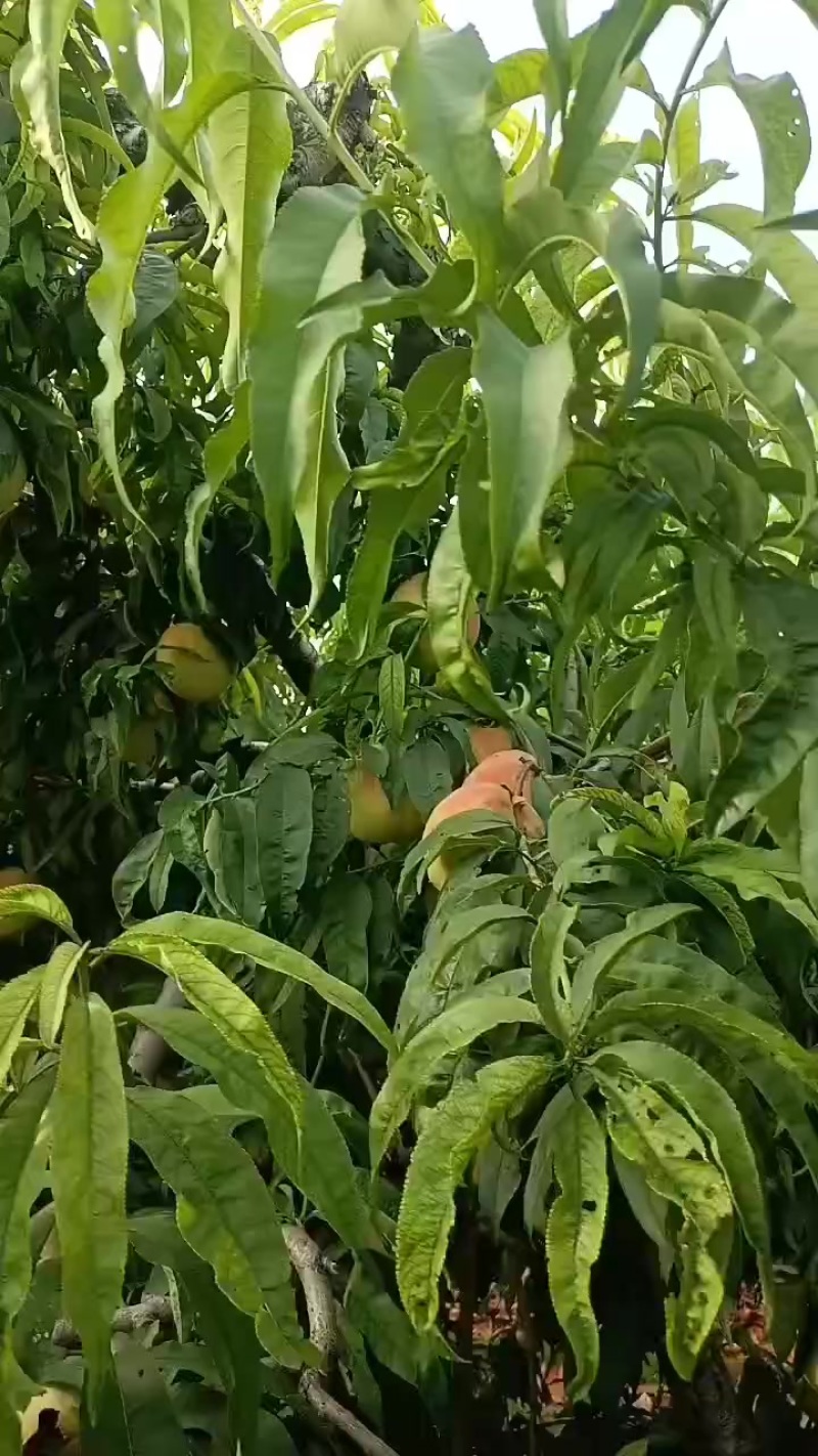 永连蜜桃大量上市中有需要老板联系我千亩桃园