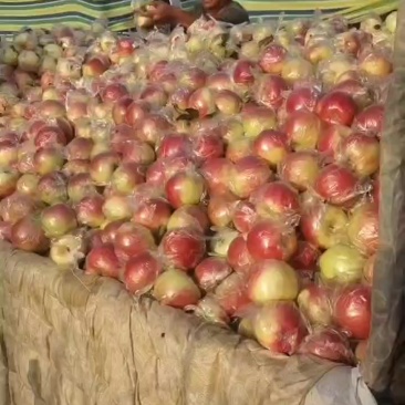 大量货源等你选购，1.45精品美八苹果上市
