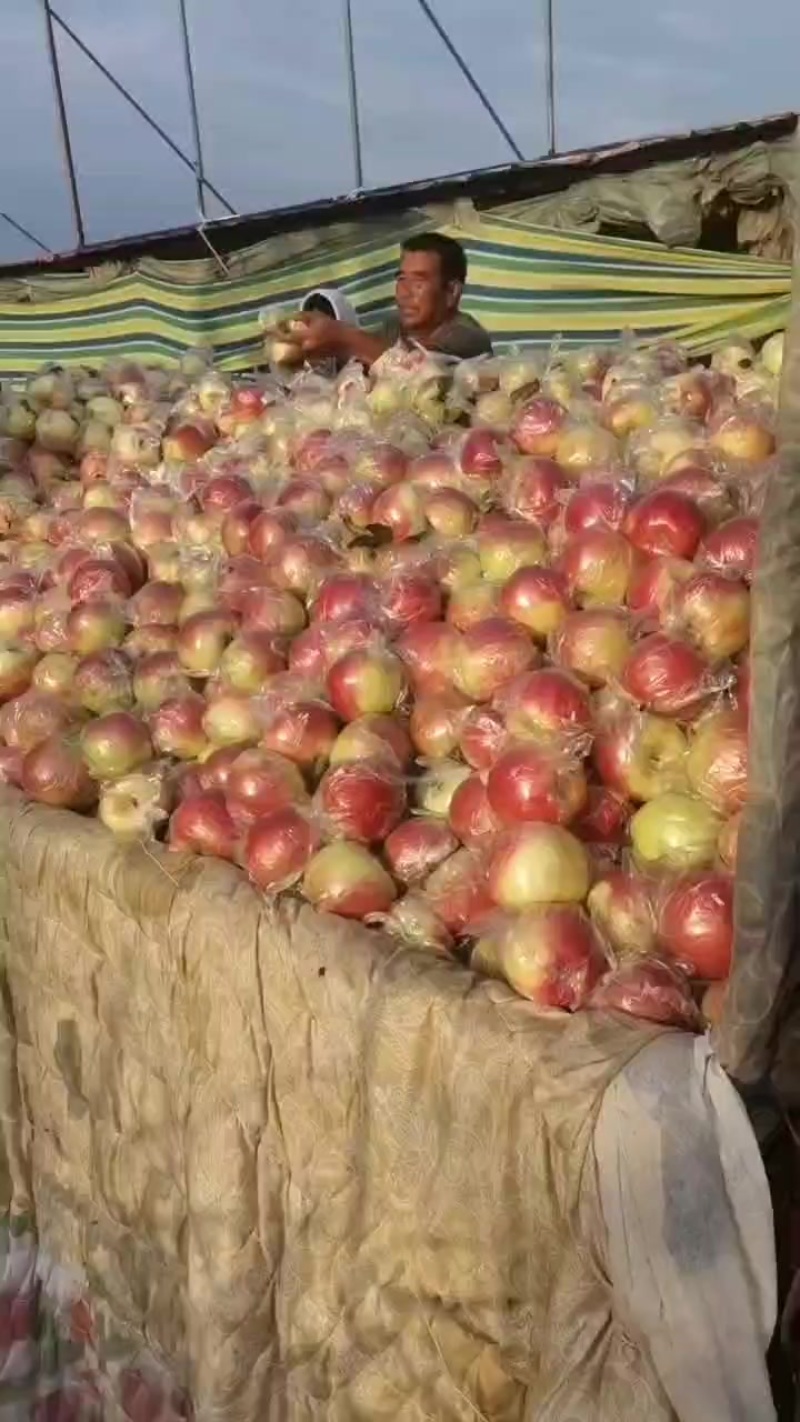 大量货源等你选购，1.45精品美八苹果上市