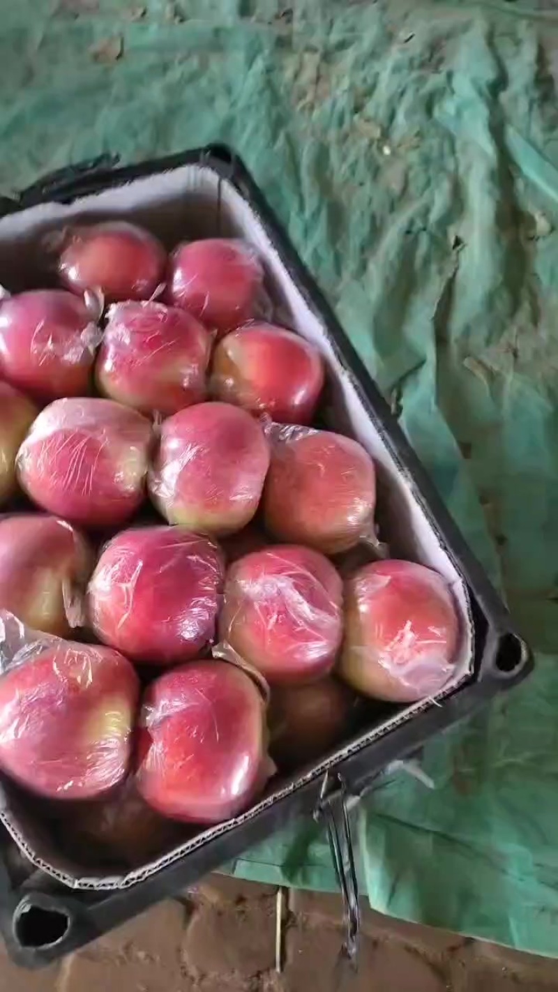 大量货源等你选购，1.45精品美八苹果上市