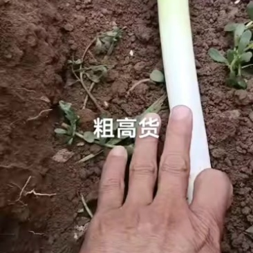 铁杆大葱