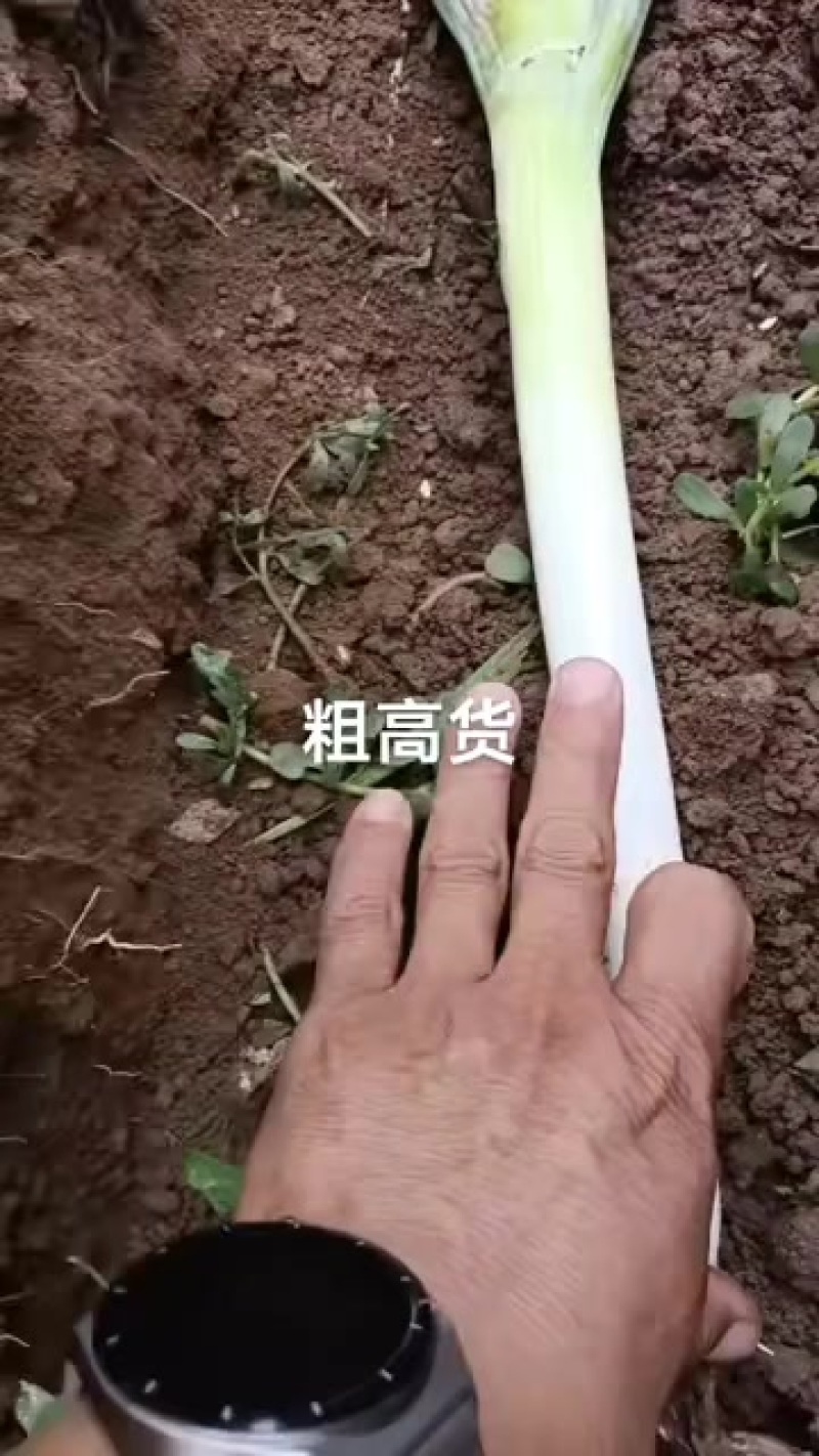 铁杆大葱