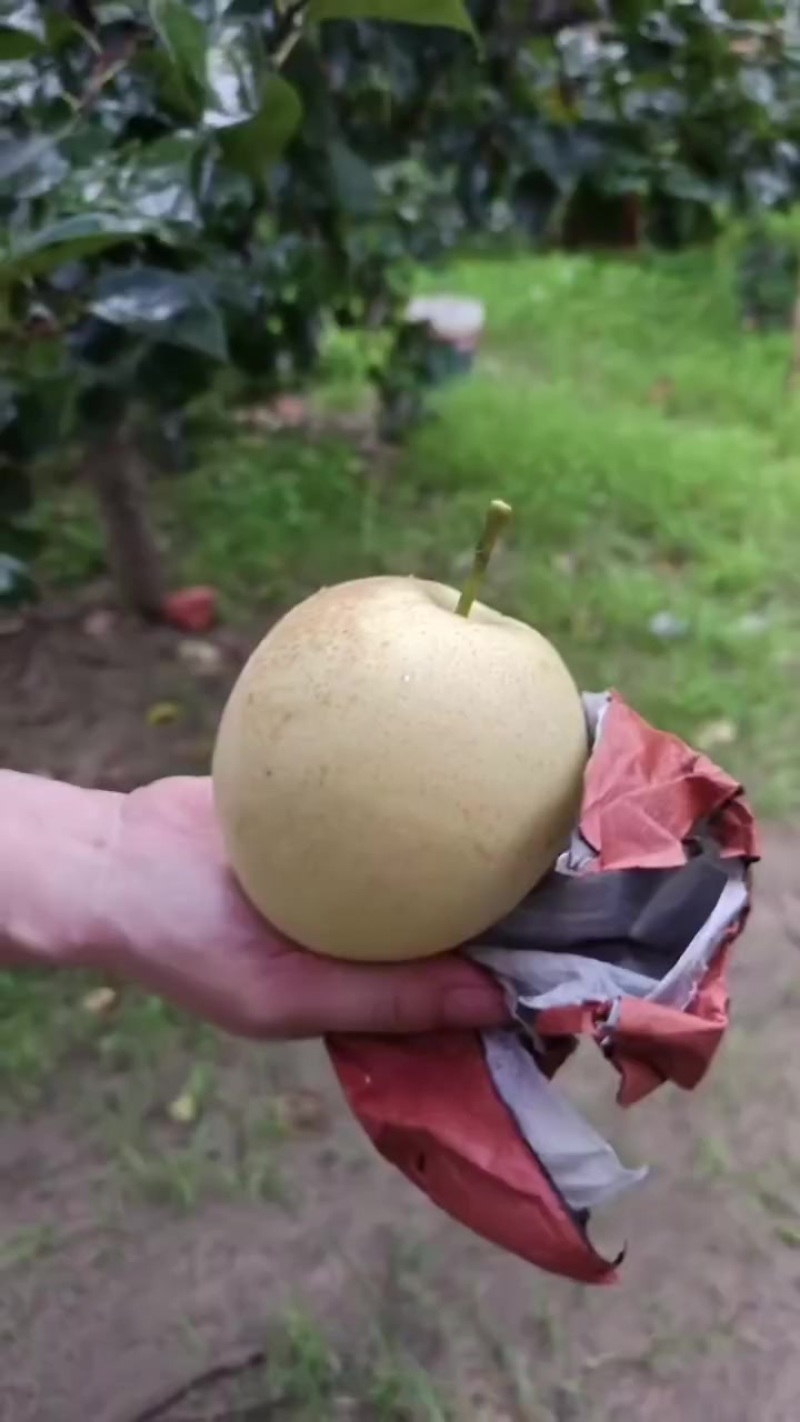 皇冠