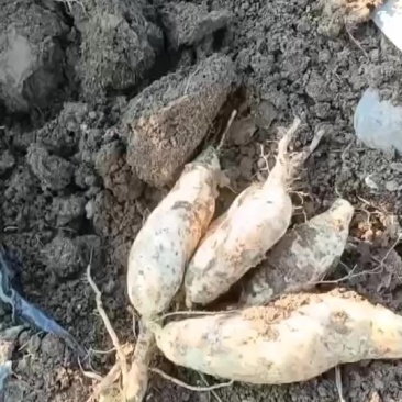 红薯品种人参薯