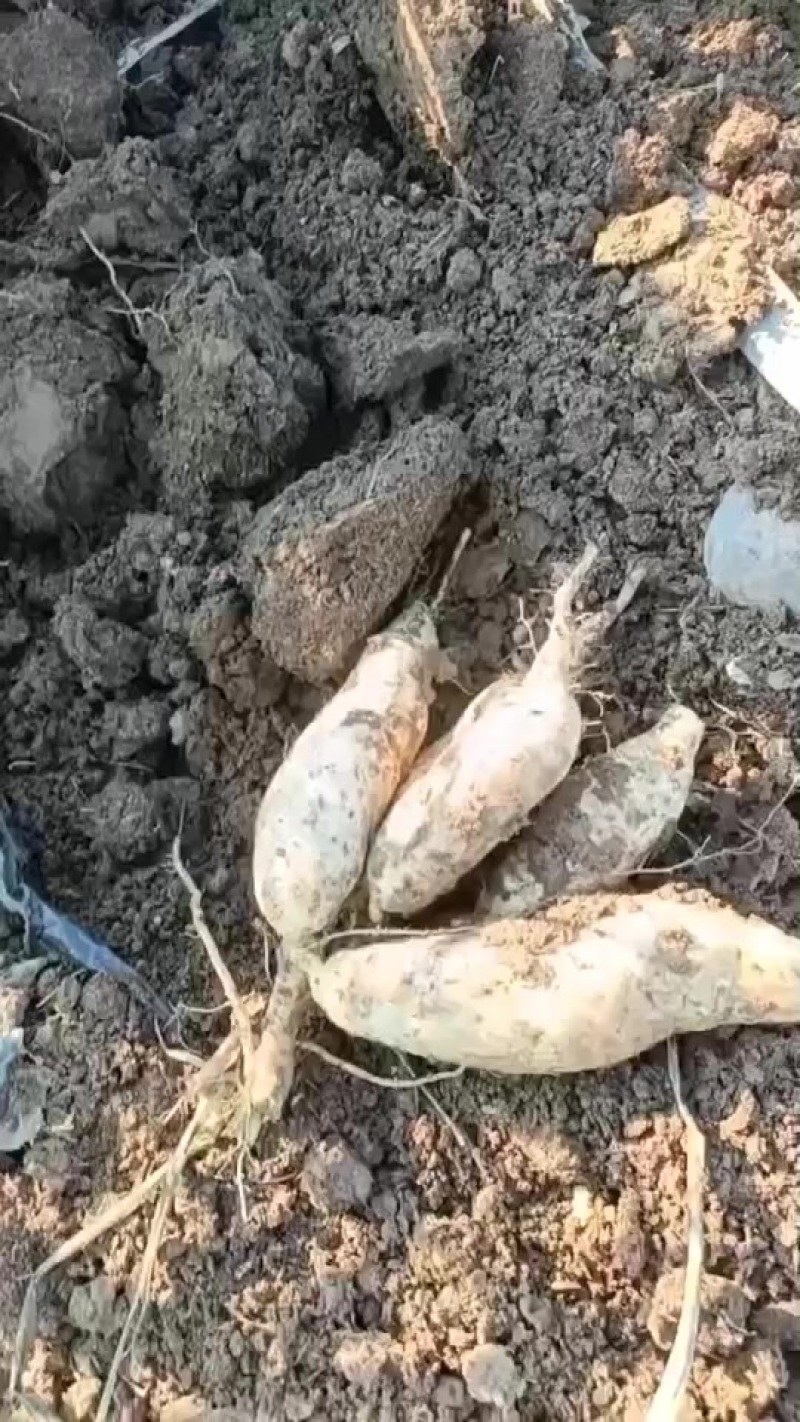 红薯品种人参薯