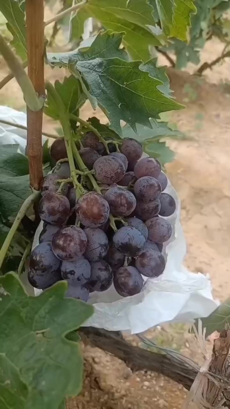 大泽山北蒋家村的葡萄我的手机号码***********