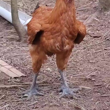 农村散养土鸡