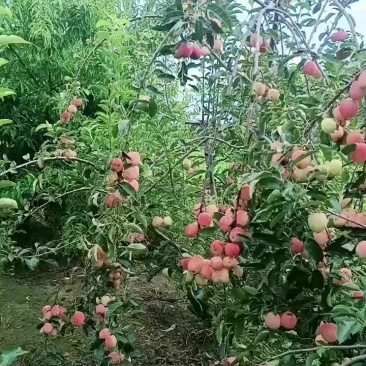 鸡心果