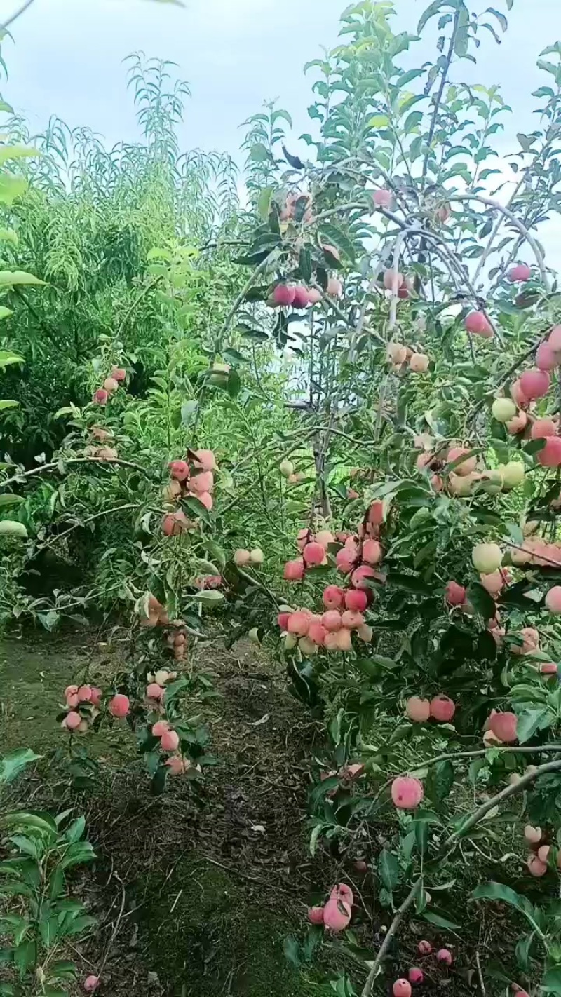 鸡心果