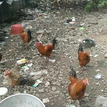 土鸡