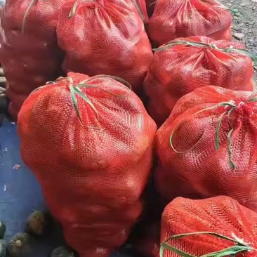 常年供应贝贝南瓜，机器选果品质高