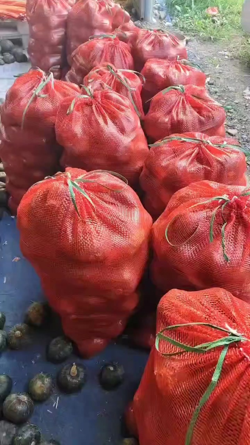 常年供应贝贝南瓜，机器选果品质高