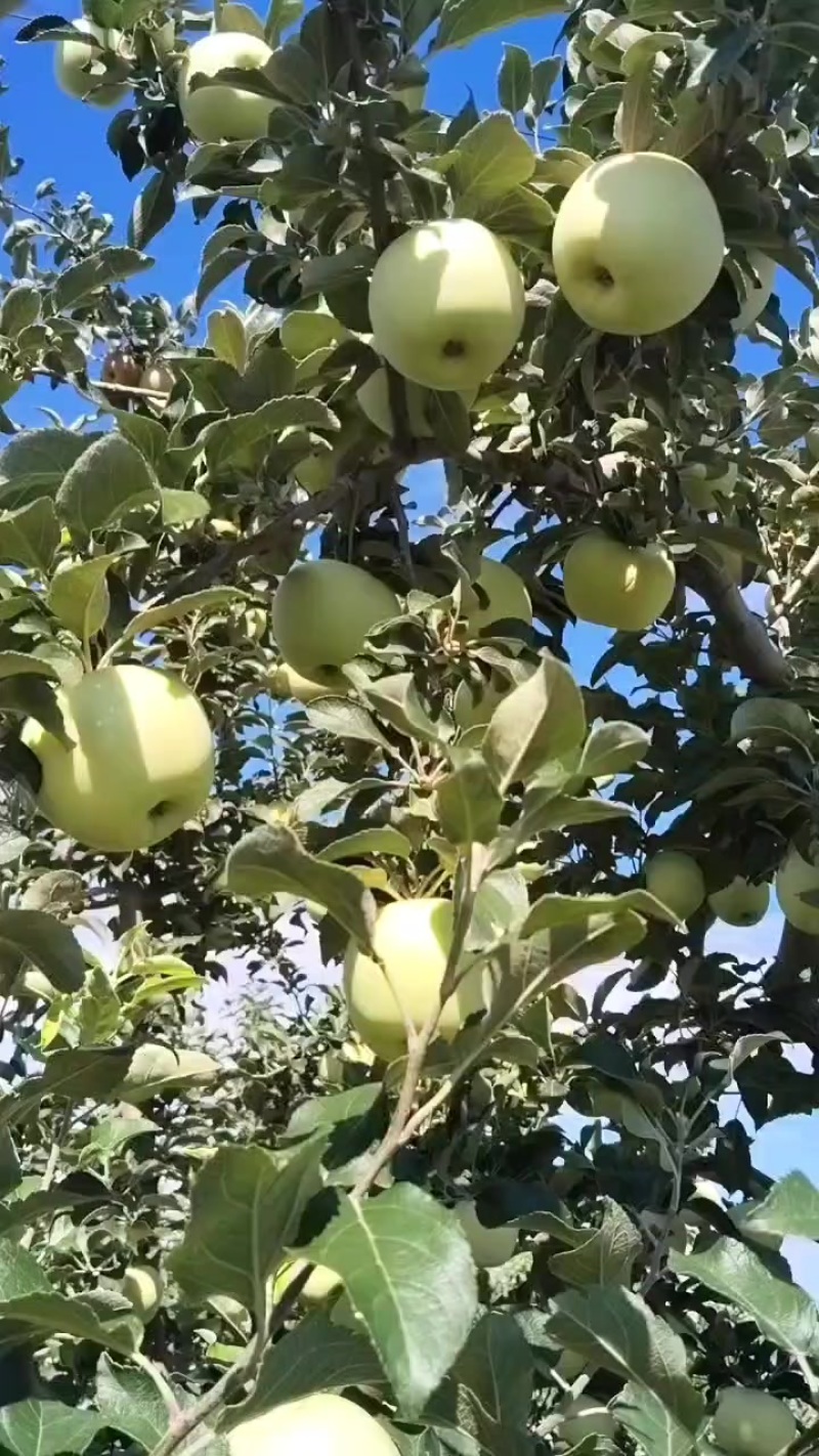 秦艳萍果70起步