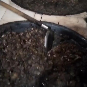 农村吃熟食长大的土猪肉