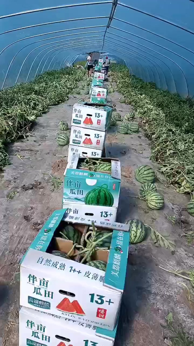 山西大西瓜！需要的联系！