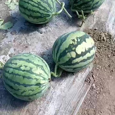 山西大西瓜！需要的联系！