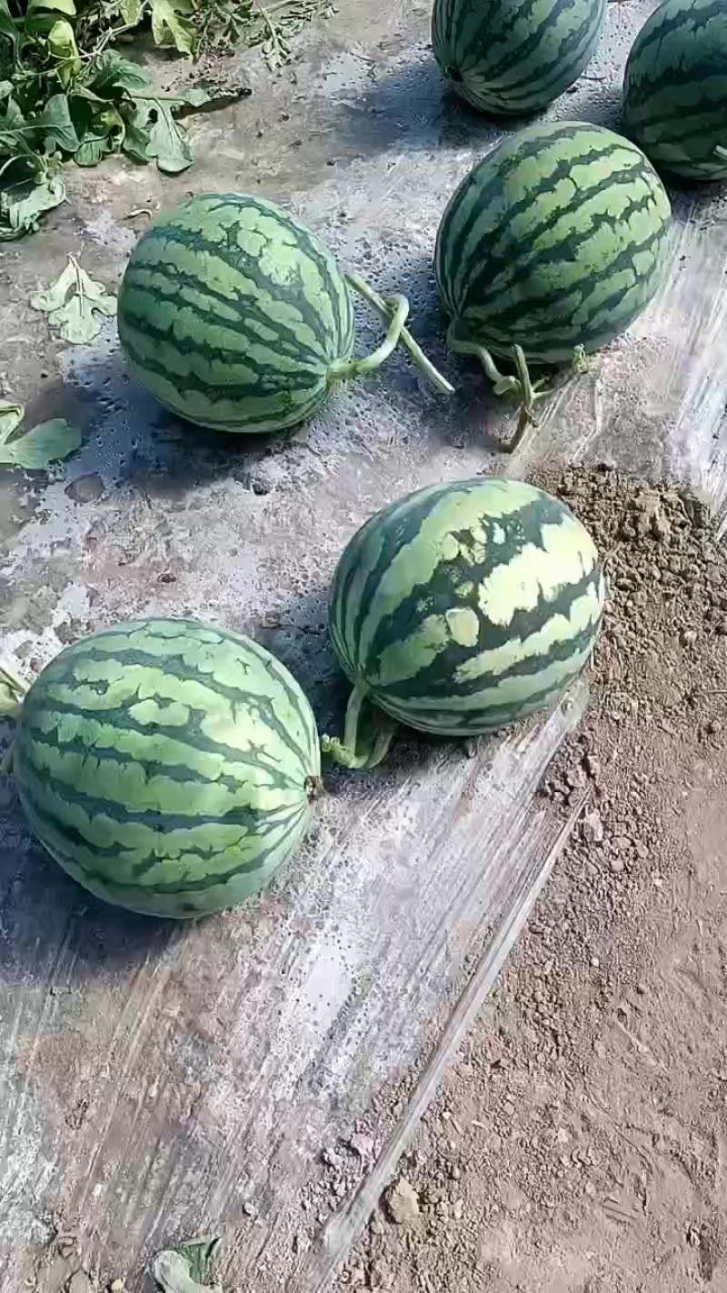 山西大西瓜！需要的联系！