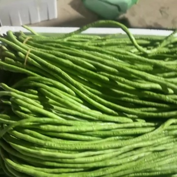 精品豆角