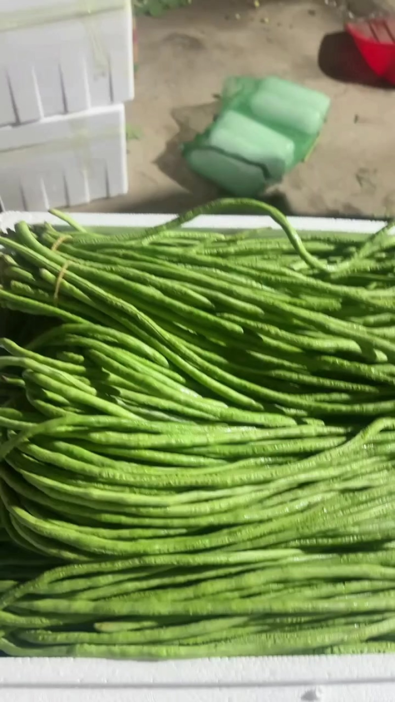 精品豆角