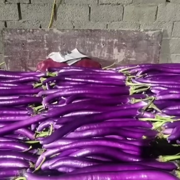 精品红线茄