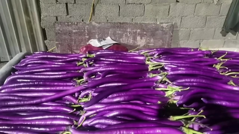 精品红线茄