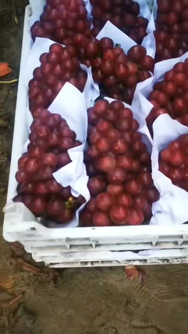 巨峰精品