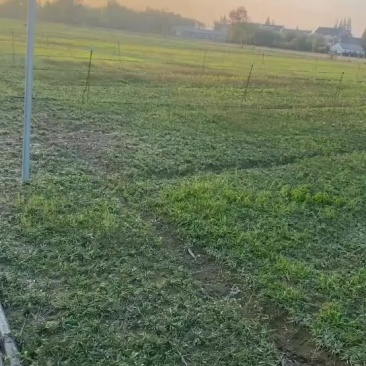 如皋玉龙草六亩，地租还有一年左右，没时间搭理全部低价转让