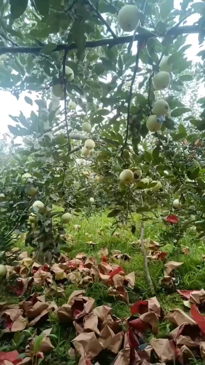 陕西红富士