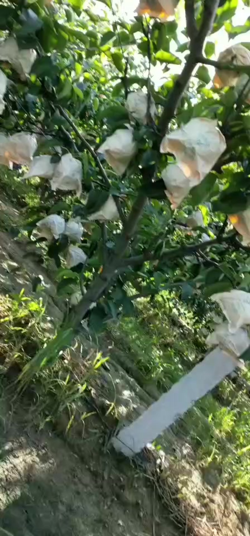 华山梨五亩出售