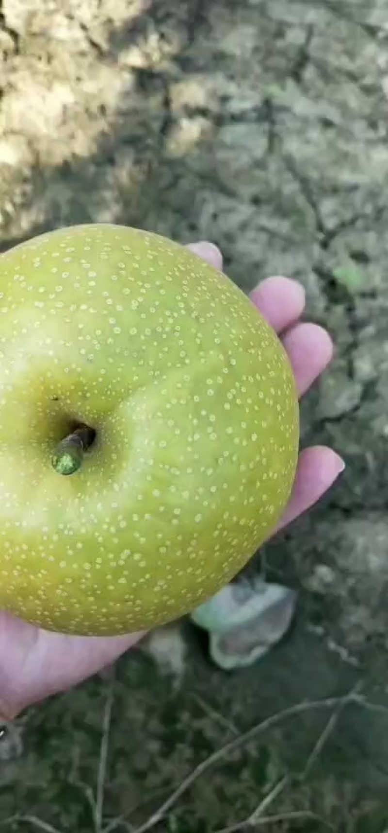 华山梨五亩出售