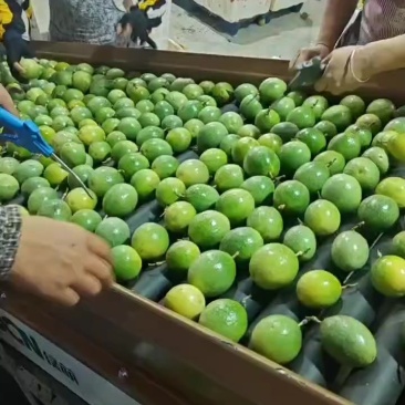 广西钦密9号百香果