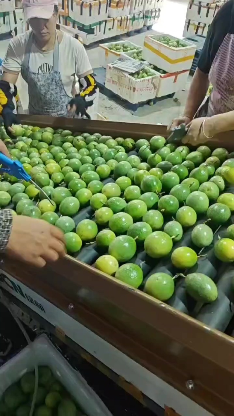 广西钦密9号百香果